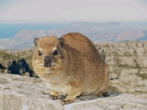 hyrax